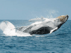 Tour Puerto López + Montañita
